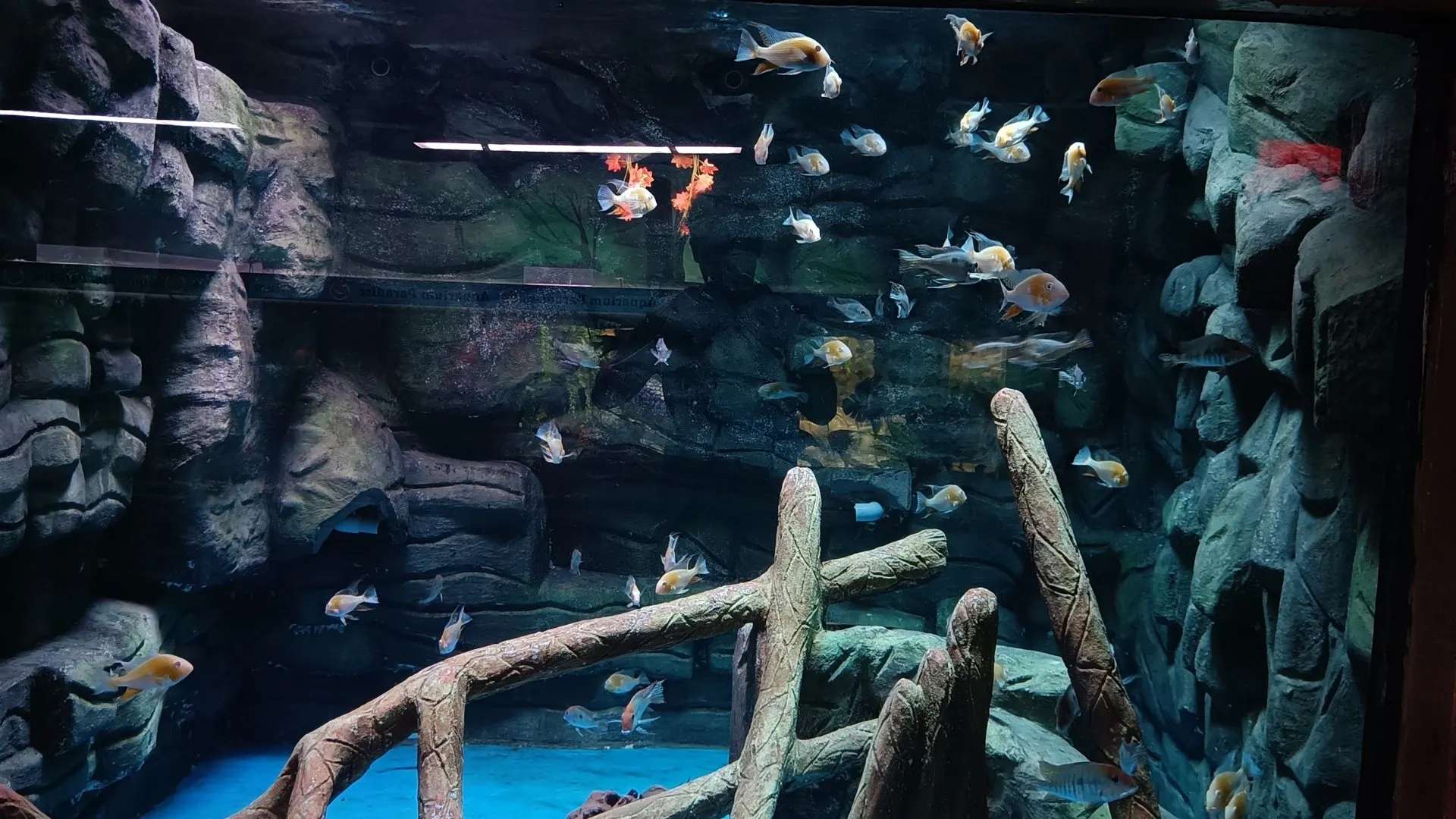 What Makes Experiencing Marine Life So Difficult in Reality